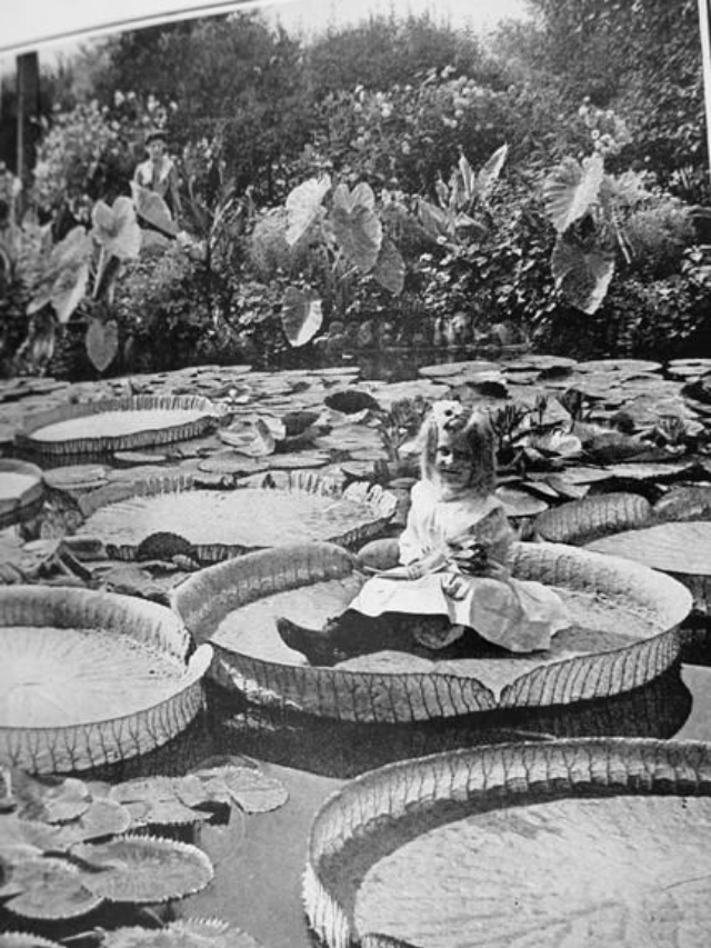 Fin du 19eme siècle, la tendance était de se faire prendre en photo debout sur un nénuphar géant Fin du 19eme siecle la tendance etait de se faire prendre en photo debout sur un nenuphar geant 8 Fin-du-19eme-siecle-la-tendance-etait-de-se-faire-prendre-en-photo-debout-sur-un-nenuphar-geant-8