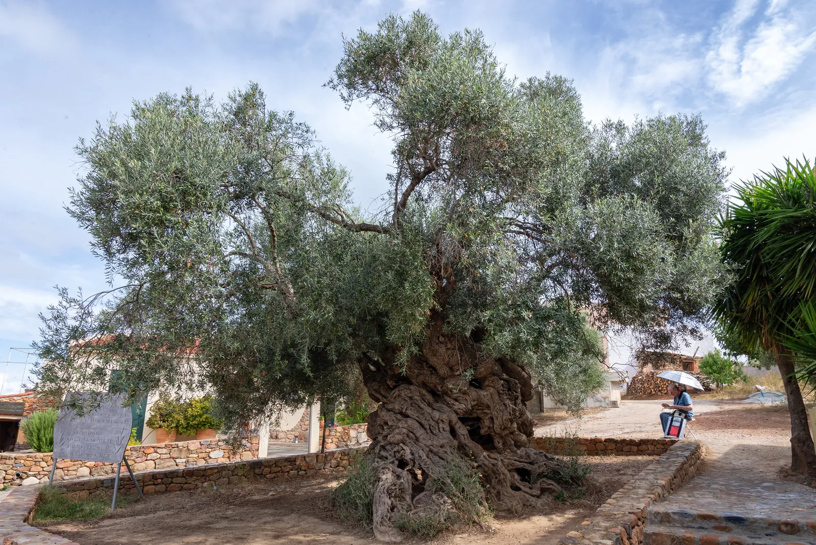 L'olivier de Vouves , peut être l' olivier le plus vieux du monde L olivier de Vouves peut etre l olivier le plus vieux du monde 1 L-olivier-de-Vouves-peut-etre-l-olivier-le-plus-vieux-du-monde-1