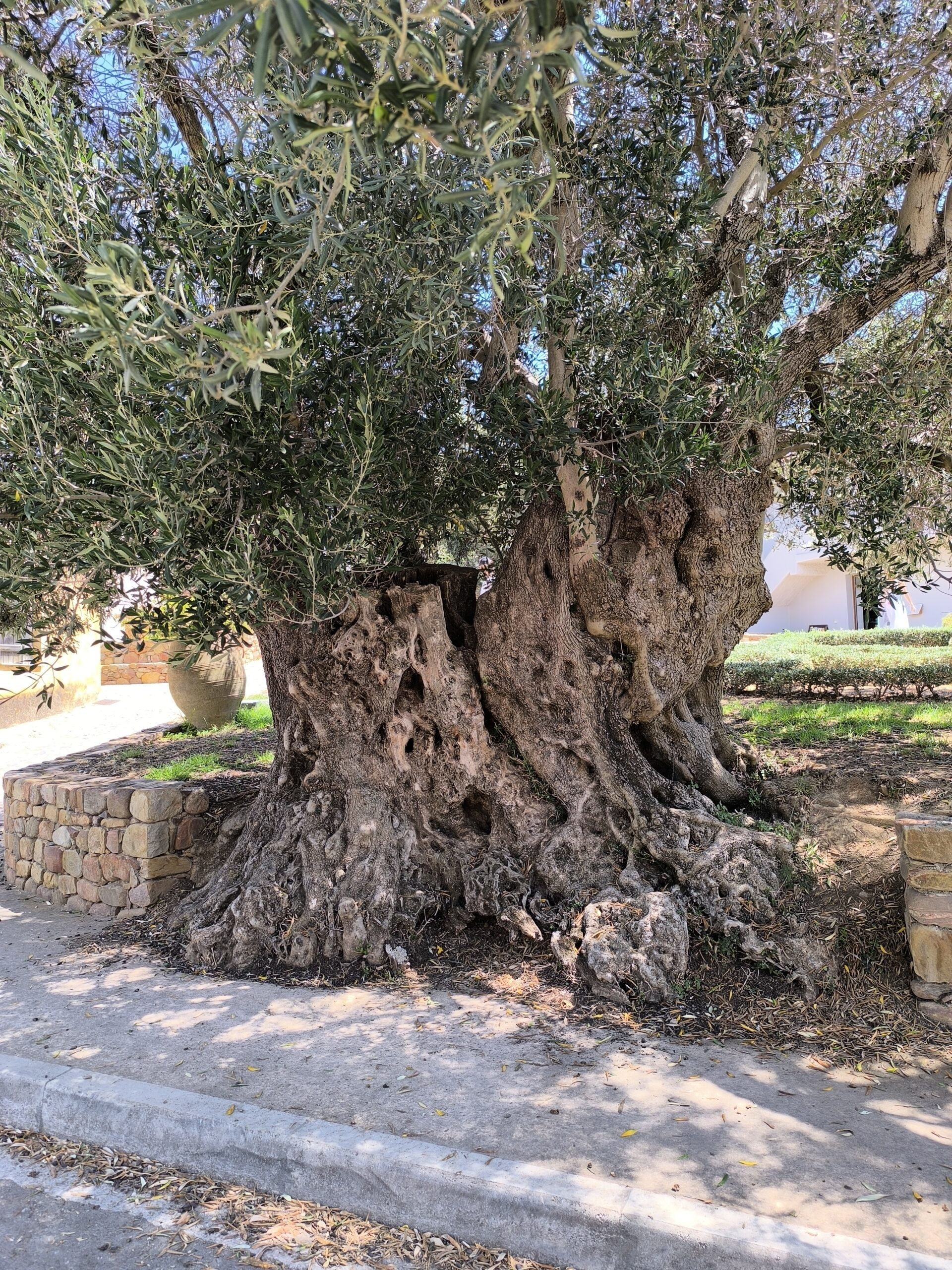 L'olivier de Vouves , peut être l' olivier le plus vieux du monde L olivier de Vouves peut etre l olivier le plus vieux du monde 10 scaled L-olivier-de-Vouves-peut-etre-l-olivier-le-plus-vieux-du-monde-10