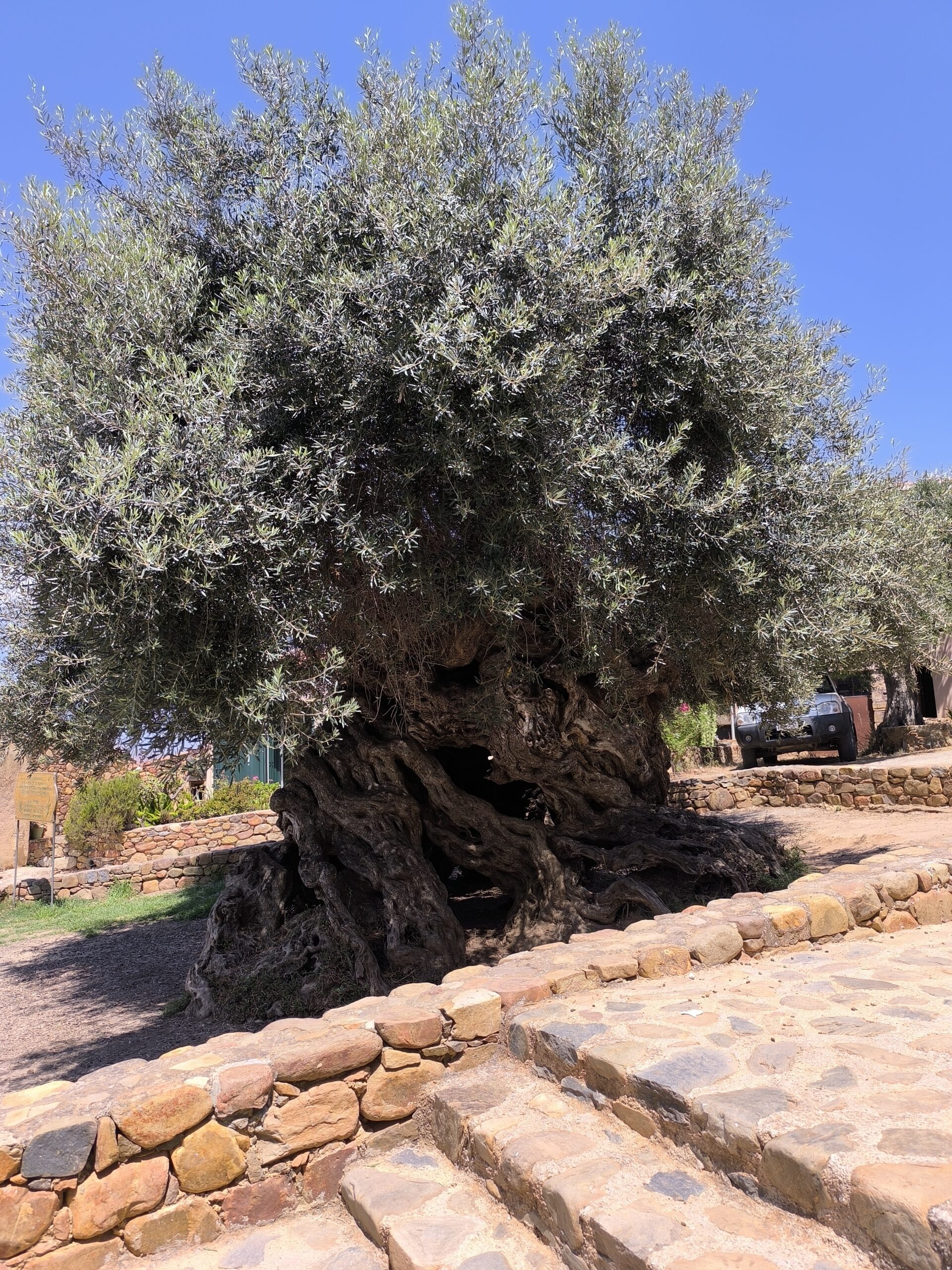 L'olivier de Vouves , peut être l' olivier le plus vieux du monde L olivier de Vouves plus vieil olivier le plus vieux du monde 1 scaled L-olivier-de-Vouves-plus-vieil-olivier-le-plus-vieux-du-monde-1