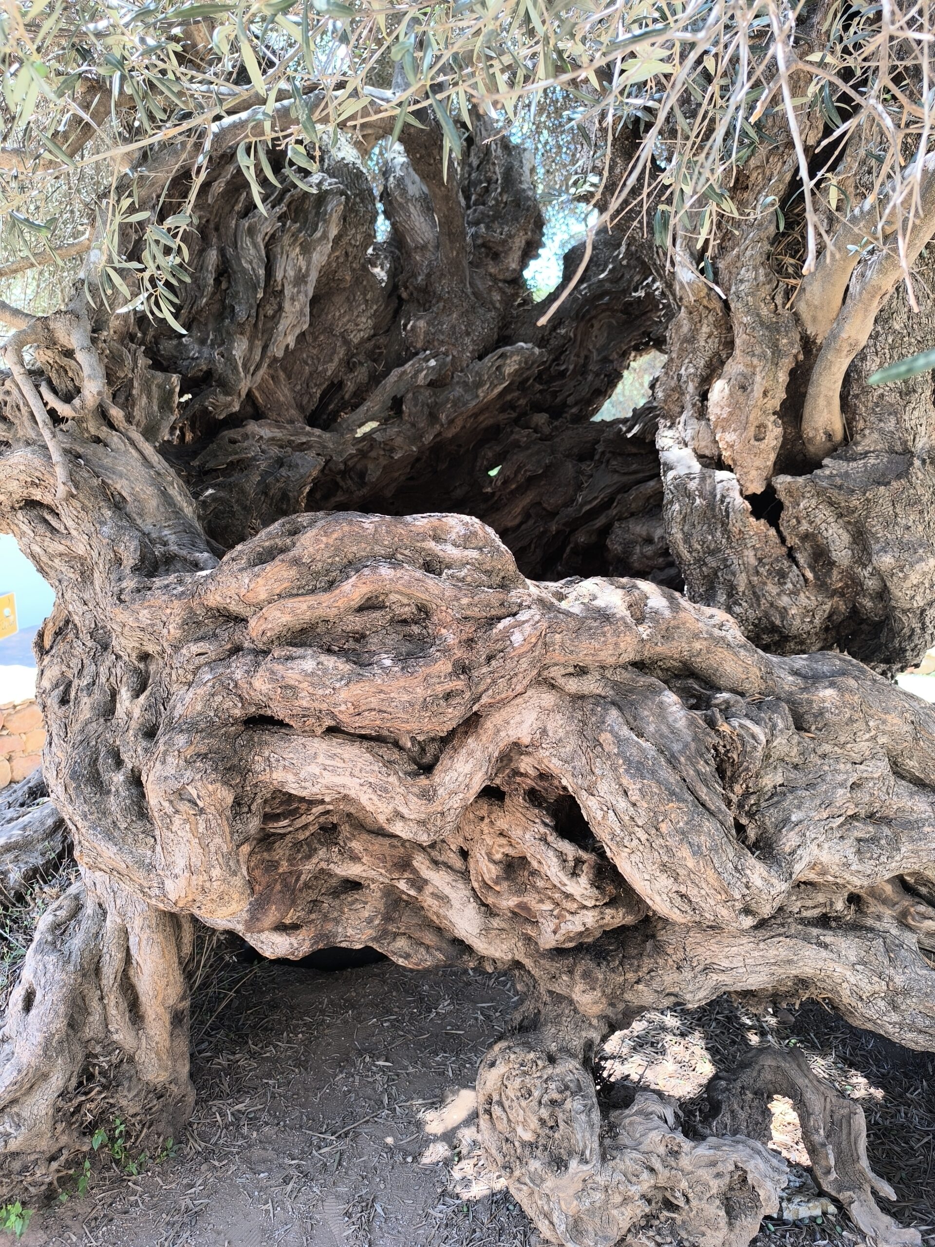 L'olivier de Vouves , peut être l' olivier le plus vieux du monde L olivier de Vouves plus vieil olivier le plus vieux du monde 2 scaled L-olivier-de-Vouves-plus-vieil-olivier-le-plus-vieux-du-monde-2