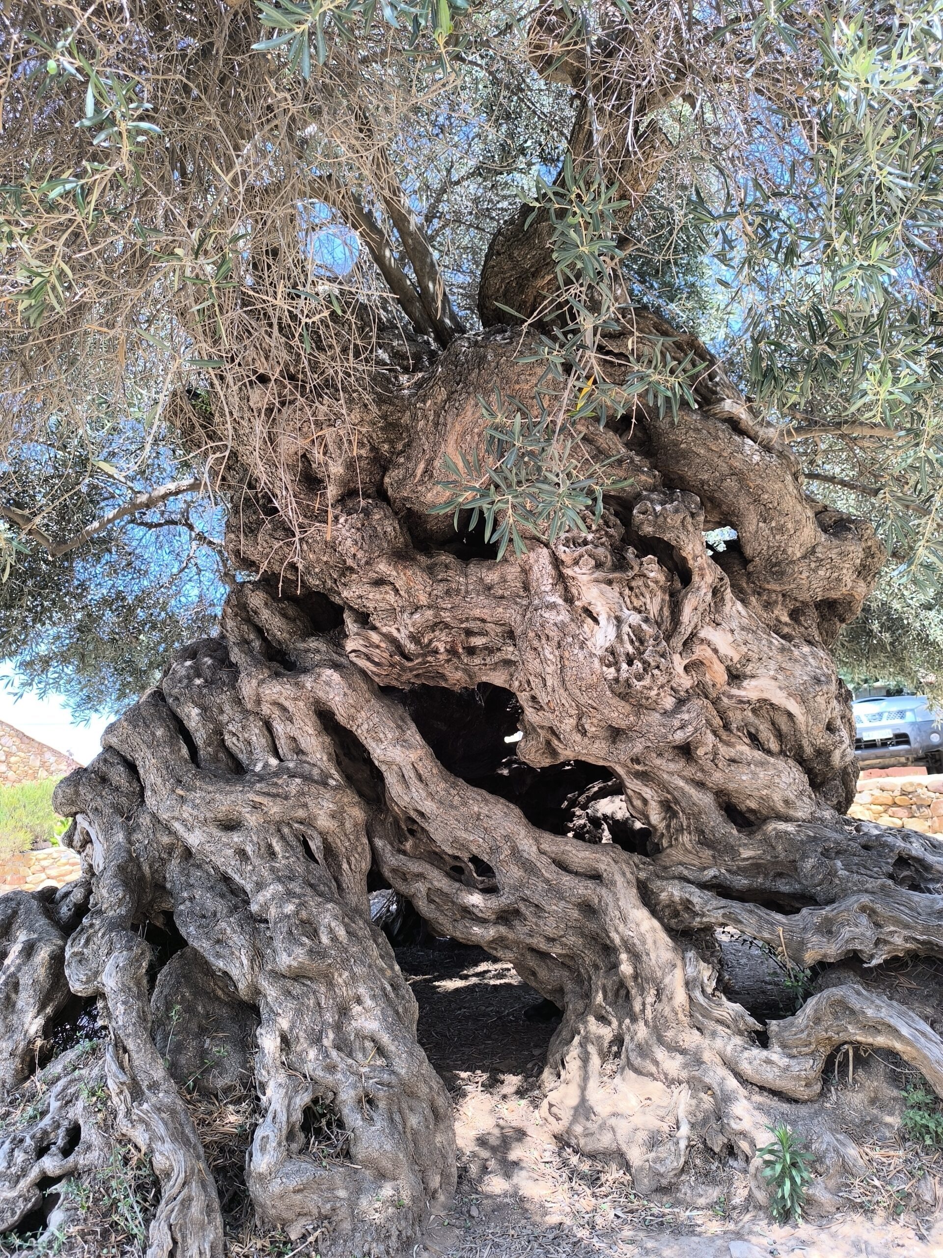 L'olivier de Vouves , peut être l' olivier le plus vieux du monde L olivier de Vouves plus vieil olivier le plus vieux du monde 3 scaled L-olivier-de-Vouves-plus-vieil-olivier-le-plus-vieux-du-monde-3