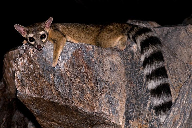 Le bassaris rusé ou ring-tailed cat, charmant mammifère d'Amérique du nord Le bassaris ruse ou ring tailed cat charmant mammifere d Amerique du nord 1 Le-bassaris-ruse-ou-ring-tailed-cat-charmant-mammifere-d-Amerique-du-nord-1