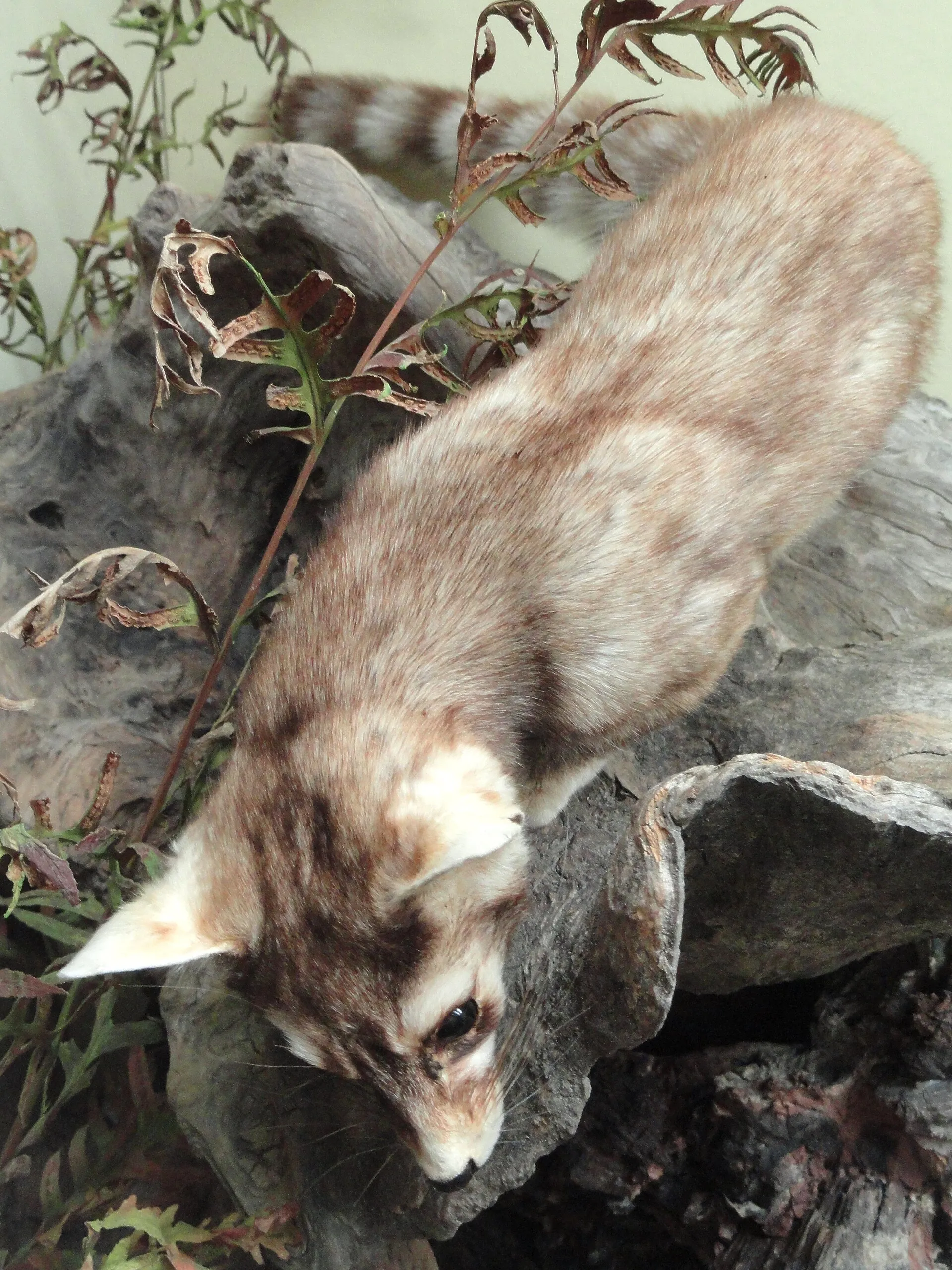 Le bassaris ruse ou ring tailed cat charmant mammifere d Amerique du nord 11 Le bassaris ruse ou ring tailed cat charmant mammifere d Amerique du nord 11