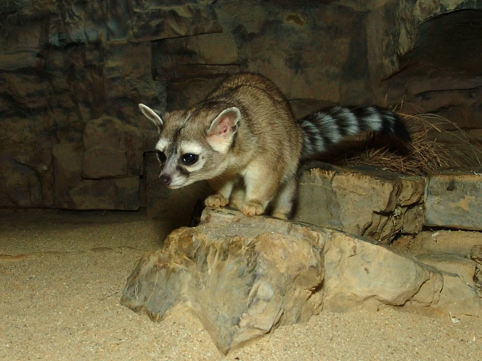 Le bassaris ruse ou ring tailed cat charmant mammifere d Amerique du nord 12 Le bassaris ruse ou ring tailed cat charmant mammifere d Amerique du nord 12
