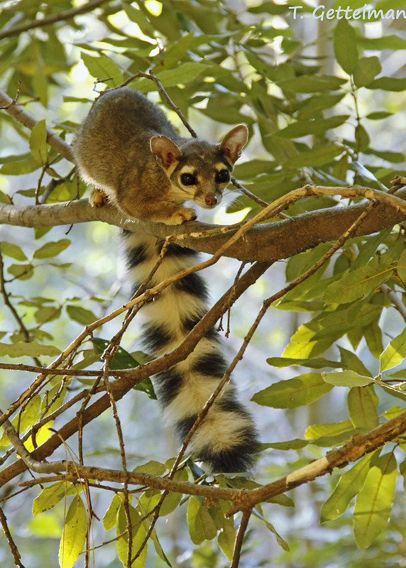 Le bassaris rusé ou ring-tailed cat, charmant mammifère d'Amérique du nord Le bassaris ruse ou ring tailed cat charmant mammifere d Amerique du nord 13 Le-bassaris-ruse-ou-ring-tailed-cat-charmant-mammifere-d-Amerique-du-nord-13