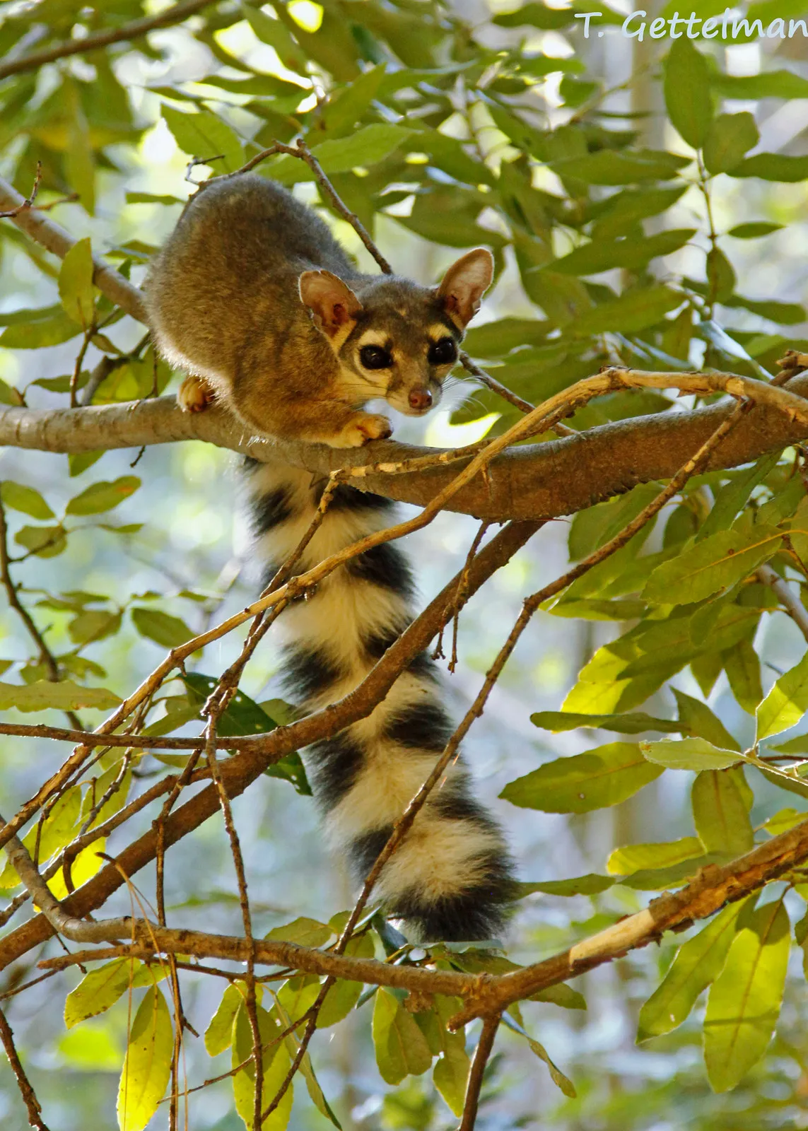Le bassaris ruse ou ring tailed cat charmant mammifere d Amerique du nord 13 Le bassaris ruse ou ring tailed cat charmant mammifere d Amerique du nord 13