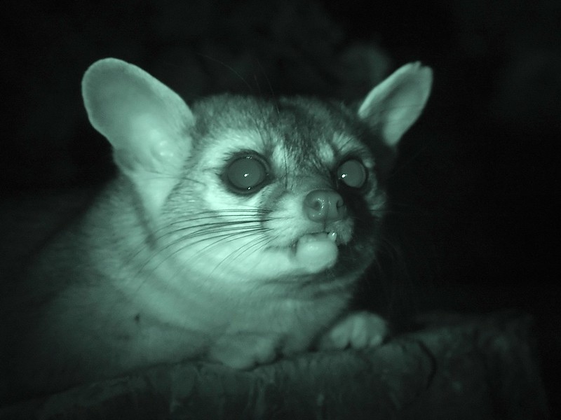Le bassaris rusé ou ring-tailed cat, charmant mammifère d'Amérique du nord Le bassaris ruse ou ring tailed cat charmant mammifere d Amerique du nord 14 Le-bassaris-ruse-ou-ring-tailed-cat-charmant-mammifere-d-Amerique-du-nord-14