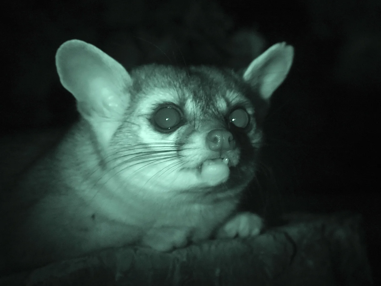 Le bassaris ruse ou ring tailed cat charmant mammifere d Amerique du nord 14 Le bassaris ruse ou ring tailed cat charmant mammifere d Amerique du nord 14