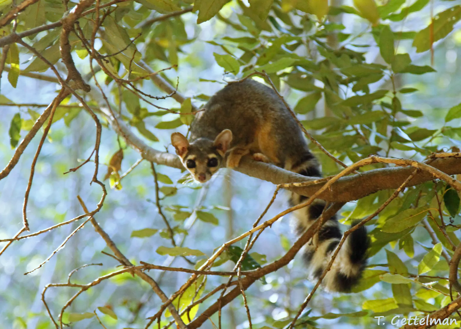 Le bassaris ruse ou ring tailed cat charmant mammifere d Amerique du nord 3 Le bassaris ruse ou ring tailed cat charmant mammifere d Amerique du nord 3