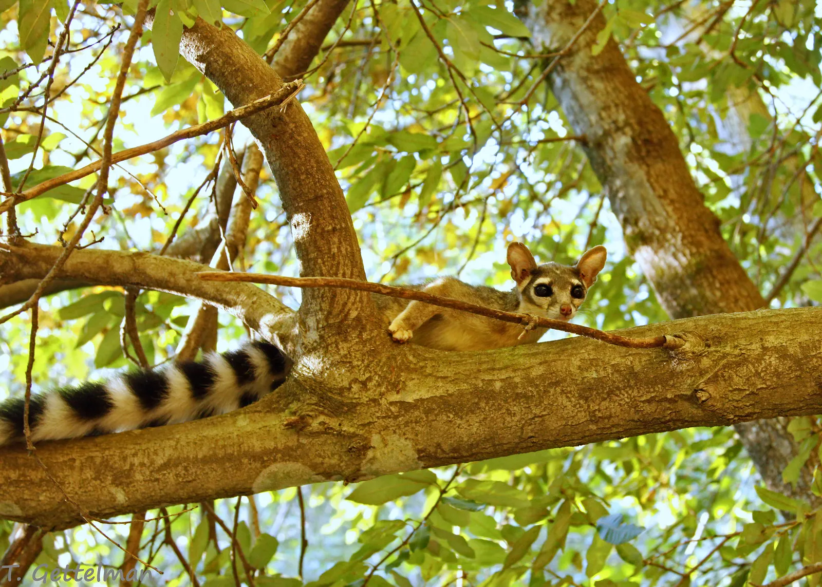 Le bassaris ruse ou ring tailed cat charmant mammifere d Amerique du nord 4 Le bassaris ruse ou ring tailed cat charmant mammifere d Amerique du nord 4
