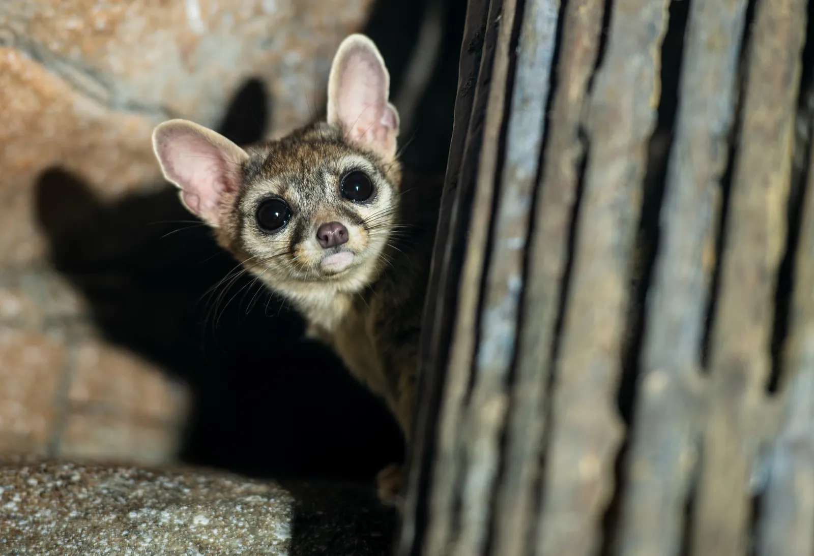 Le bassaris ruse ou ring tailed cat charmant mammifere d Amerique du nord 5 Le bassaris ruse ou ring tailed cat charmant mammifere d Amerique du nord 5