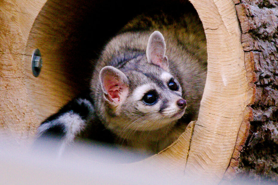 Le bassaris rusé, ce faux chat d’Amérique du Nord qui est en réalité un cousin du raton laveur Le bassaris ruse ou ring tailed cat charmant mammifere d Amerique du nord 6 1 Le bassaris ruse ou ring tailed cat charmant mammifere d Amerique du nord 6