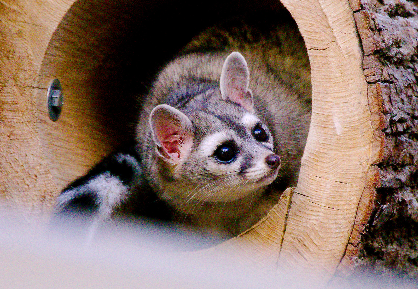 Le bassaris ruse ou ring tailed cat charmant mammifere d Amerique du nord 6 Le bassaris ruse ou ring tailed cat charmant mammifere d Amerique du nord 6