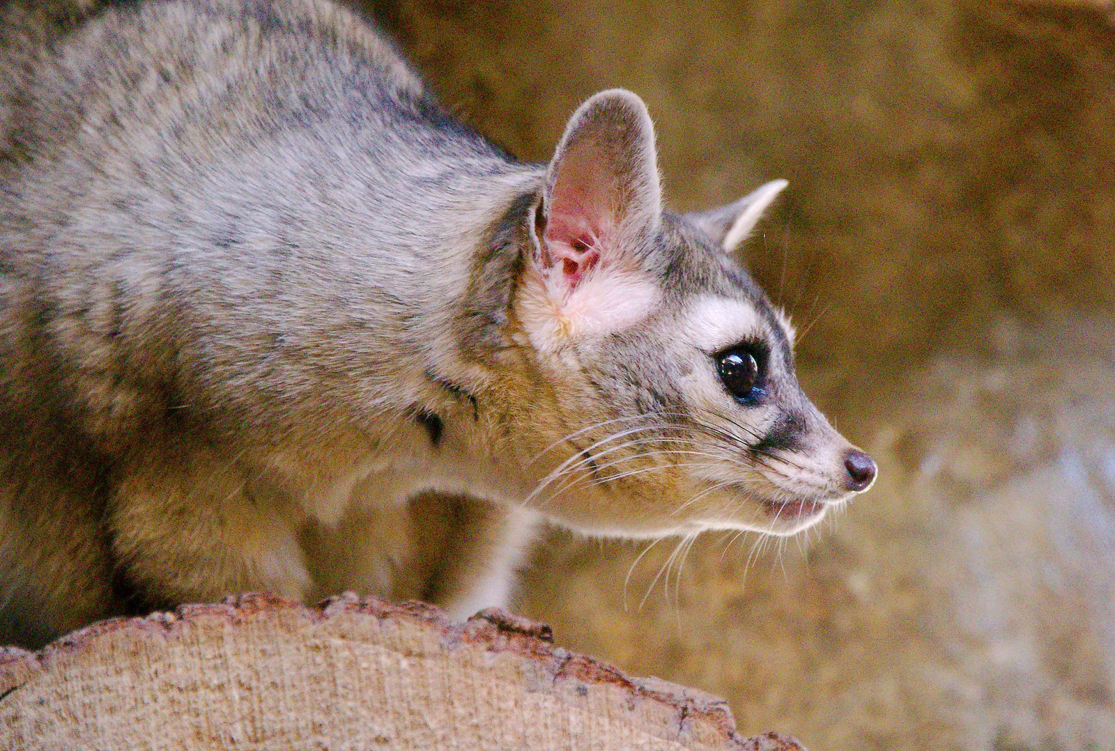 Le bassaris ruse ou ring tailed cat charmant mammifere d Amerique du nord 7 Le bassaris ruse ou ring tailed cat charmant mammifere d Amerique du nord 7