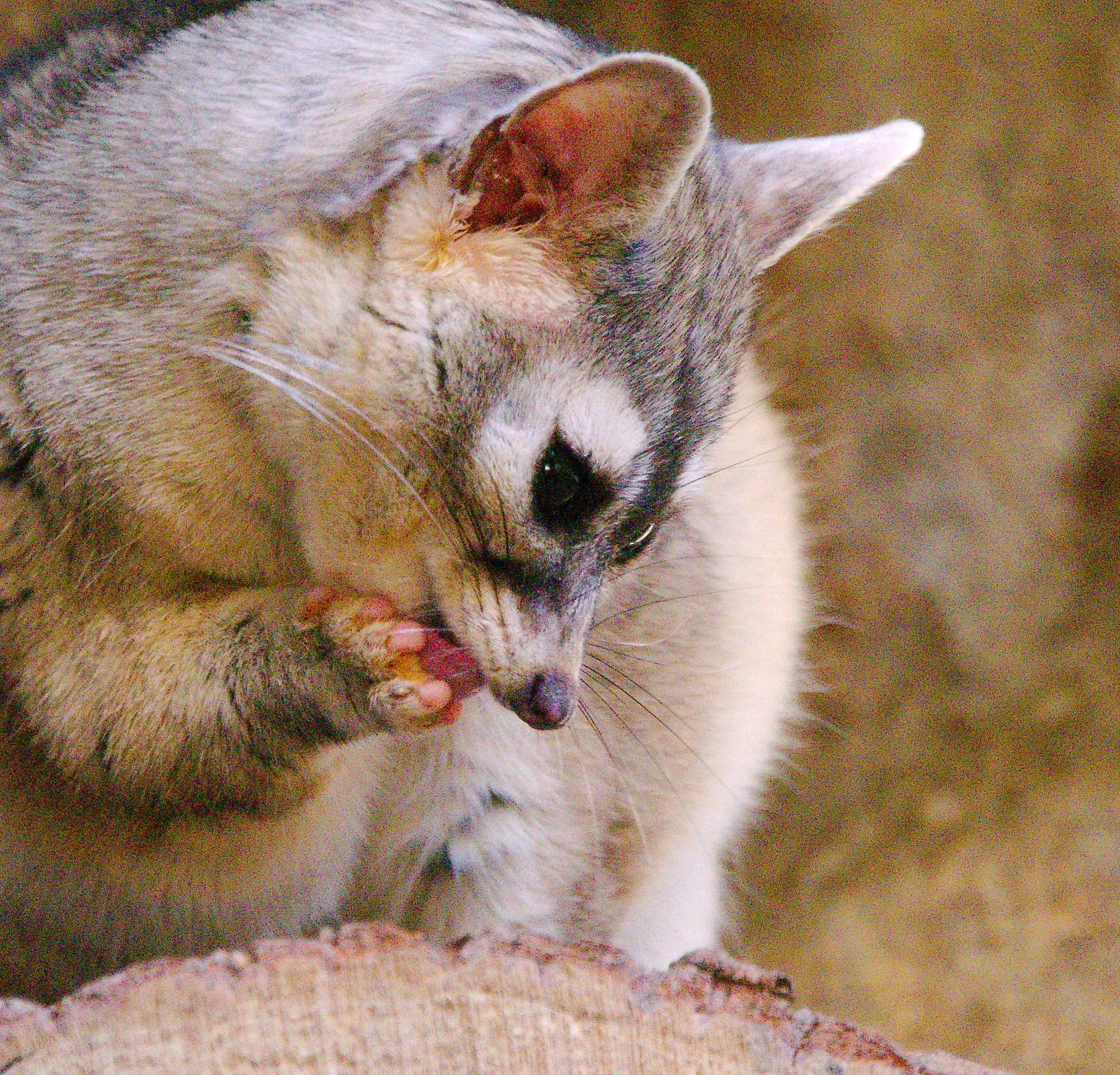 Le bassaris ruse ou ring tailed cat charmant mammifere d Amerique du nord 8 Le bassaris ruse ou ring tailed cat charmant mammifere d Amerique du nord 8