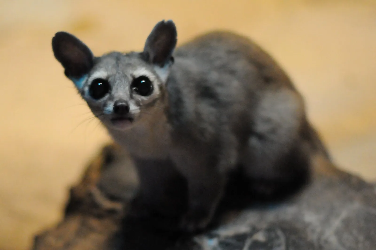 Le bassaris ruse ou ring tailed cat charmant mammifere d Amerique du nord 9 Le bassaris ruse ou ring tailed cat charmant mammifere d Amerique du nord 9
