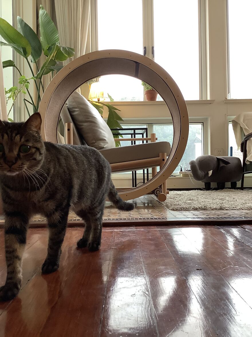 The Loveseat - un fauteuil avec roue pour chat The Loveseat un fauteuil avec roue pour chat 5 The-Loveseat-un-fauteuil-avec-roue-pour-chat-5