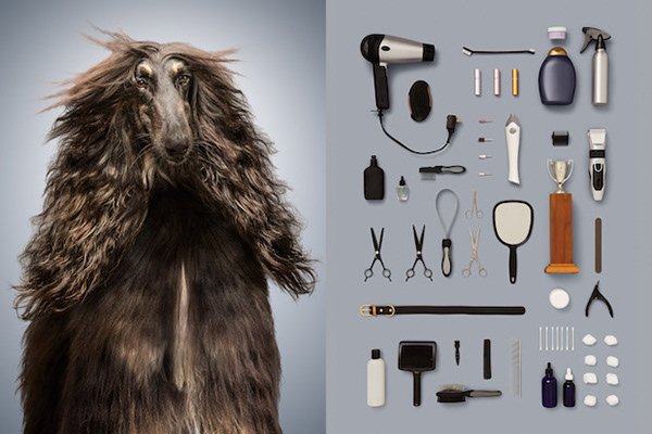 A dog life - une vie de chien par Alicia Rius A dog life une vie de chien par Alicia Rius 4 champion de beaute A-dog-life-une-vie-de-chien-par-Alicia-Rius-4-champion-de-beaute