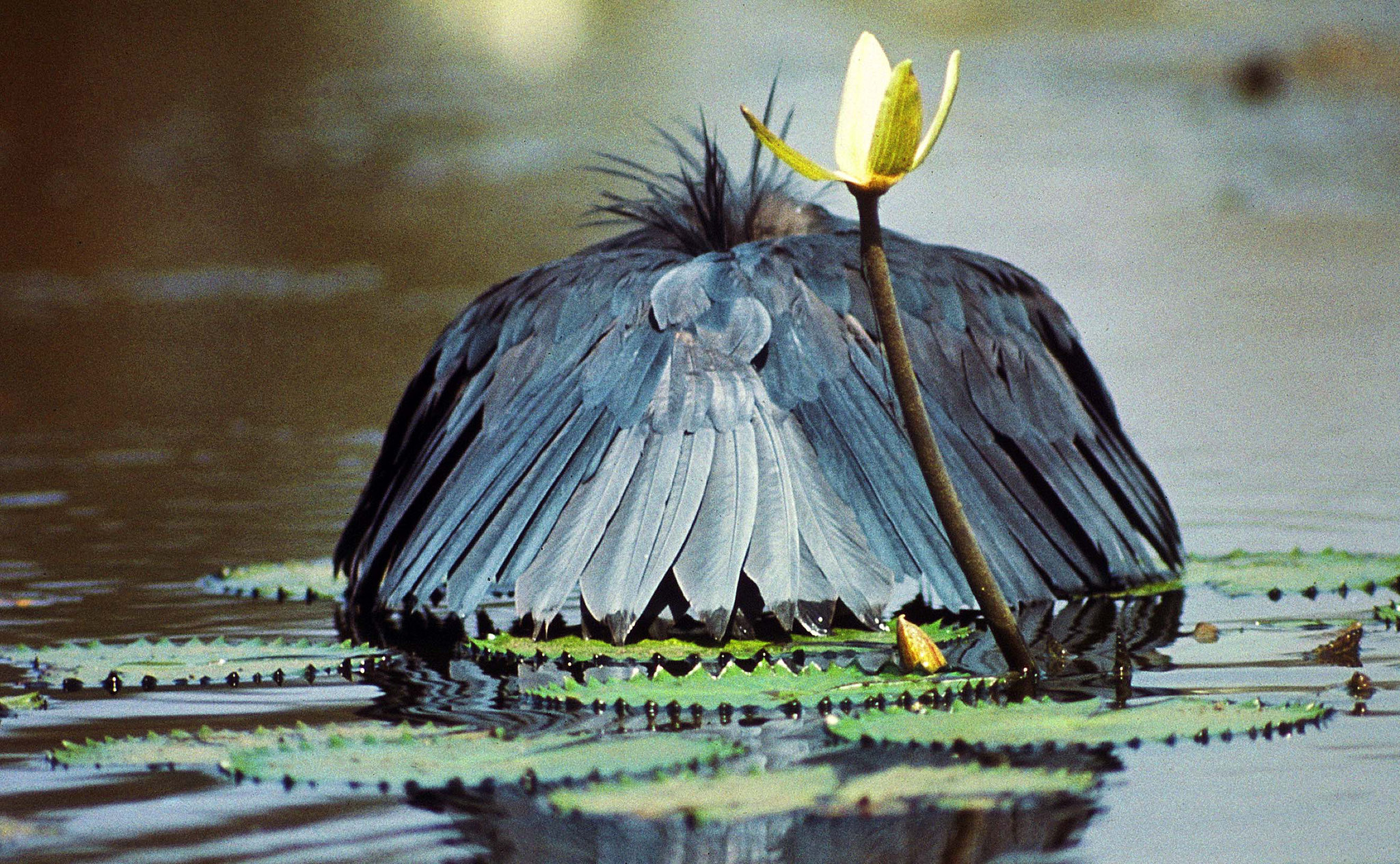 L'aigrette ardoisée ou héron noir chasse en formant un parapluie de son corps L aigrette ardoisee ou heron noir chasse en formant un parapluie de son corps 1 1 L-aigrette-ardoisee-ou-heron-noir-chasse-en-formant-un-parapluie-de-son-corps-1