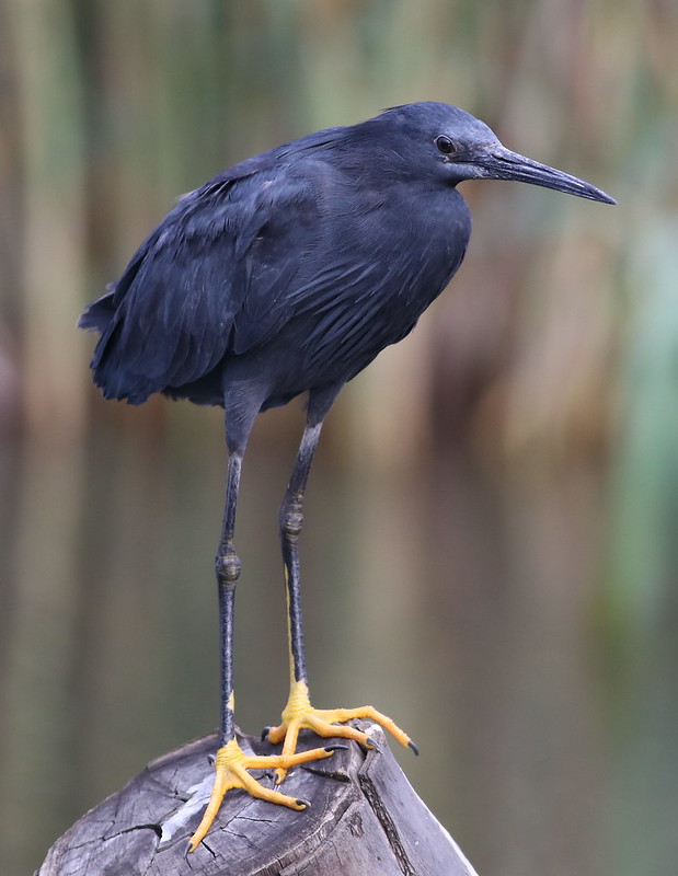 L'aigrette ardoisée ou héron noir chasse en formant un parapluie de son corps L aigrette ardoisee ou heron noir chasse en formant un parapluie de son corps 10 L-aigrette-ardoisee-ou-heron-noir-chasse-en-formant-un-parapluie-de-son-corps-10