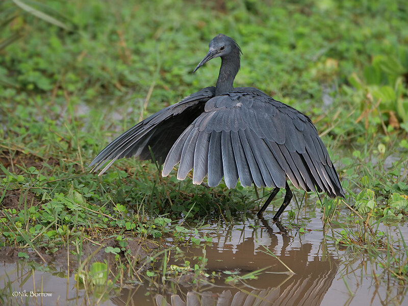 L'aigrette ardoisée ou héron noir chasse en formant un parapluie de son corps L aigrette ardoisee ou heron noir chasse en formant un parapluie de son corps 11 L-aigrette-ardoisee-ou-heron-noir-chasse-en-formant-un-parapluie-de-son-corps-11