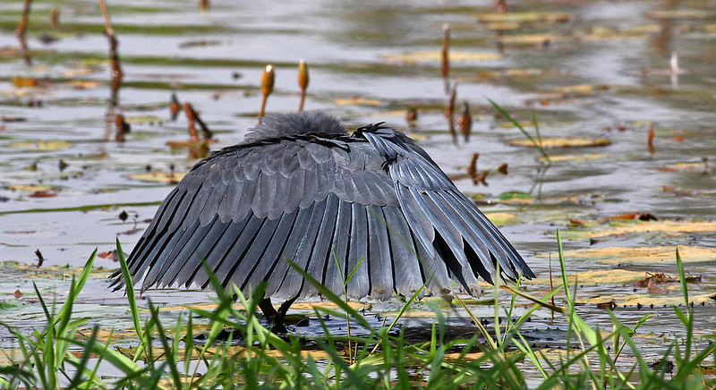 L'aigrette ardoisée ou héron noir chasse en formant un parapluie de son corps L aigrette ardoisee ou heron noir chasse en formant un parapluie de son corps 2 L-aigrette-ardoisee-ou-heron-noir-chasse-en-formant-un-parapluie-de-son-corps-2