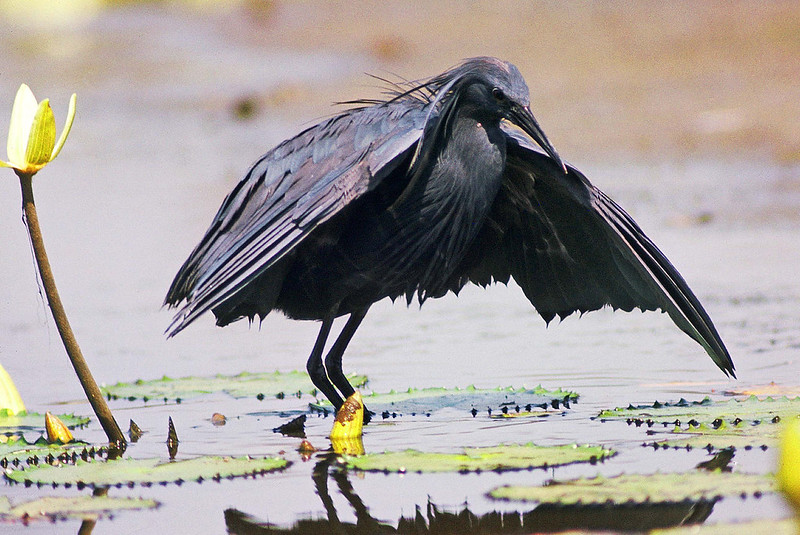 L'aigrette ardoisée ou héron noir chasse en formant un parapluie de son corps L aigrette ardoisee ou heron noir chasse en formant un parapluie de son corps 3 L-aigrette-ardoisee-ou-heron-noir-chasse-en-formant-un-parapluie-de-son-corps-3
