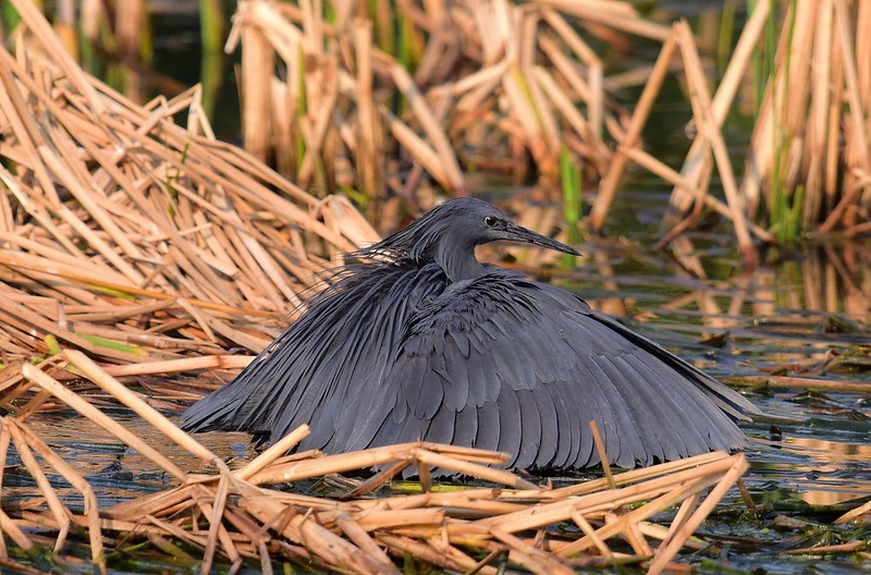 L'aigrette ardoisée ou héron noir chasse en formant un parapluie de son corps L aigrette ardoisee ou heron noir chasse en formant un parapluie de son corps 4 L-aigrette-ardoisee-ou-heron-noir-chasse-en-formant-un-parapluie-de-son-corps-4