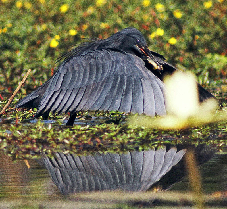 L'aigrette ardoisée ou héron noir chasse en formant un parapluie de son corps L aigrette ardoisee ou heron noir chasse en formant un parapluie de son corps 5 L-aigrette-ardoisee-ou-heron-noir-chasse-en-formant-un-parapluie-de-son-corps-5
