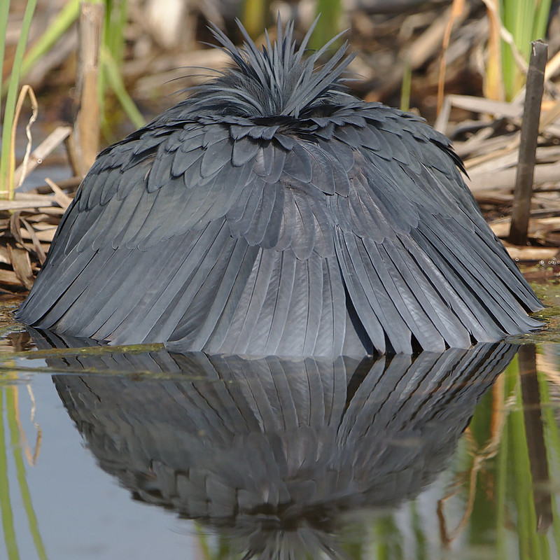 L'aigrette ardoisée ou héron noir chasse en formant un parapluie de son corps L aigrette ardoisee ou heron noir chasse en formant un parapluie de son corps 6 L-aigrette-ardoisee-ou-heron-noir-chasse-en-formant-un-parapluie-de-son-corps-6
