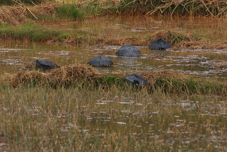 L'aigrette ardoisée ou héron noir chasse en formant un parapluie de son corps L aigrette ardoisee ou heron noir chasse en formant un parapluie de son corps 8 L-aigrette-ardoisee-ou-heron-noir-chasse-en-formant-un-parapluie-de-son-corps-8