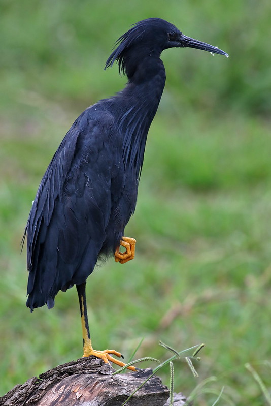 L'aigrette ardoisée ou héron noir chasse en formant un parapluie de son corps L aigrette ardoisee ou heron noir chasse en formant un parapluie de son corps 9 L-aigrette-ardoisee-ou-heron-noir-chasse-en-formant-un-parapluie-de-son-corps-9