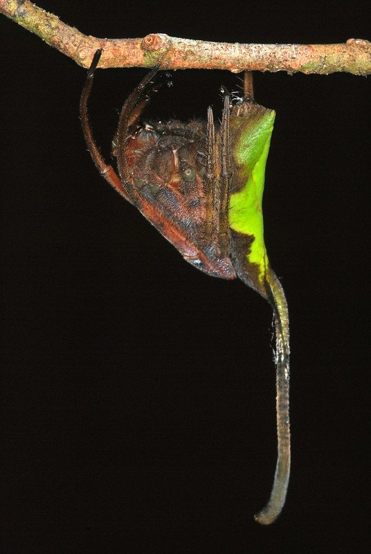 Poltys mouhoti, la stupéfiante araignée feuille Poltys mouhoti la stupefiante araignee feuille 1 Poltys-mouhoti-la-stupefiante-araignee-feuille-1