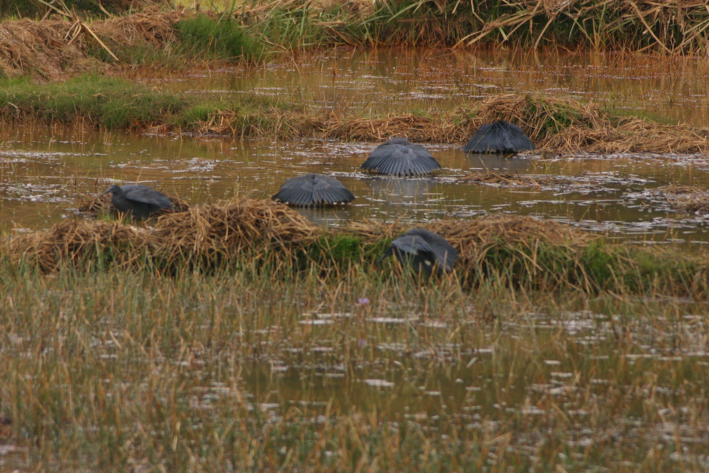 Aigrette ardoisée formant un dôme avec ses ailes pour capturer des poissons Aigrette ardoisée formant un dôme avec ses ailes pour capturer des poissons