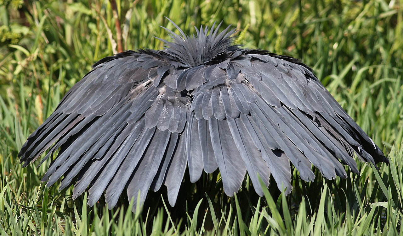 Héron noir ou aigrette ardoisée chassant sous ses ailes déployées en parapluie. Héron noir ou aigrette ardoisée chassant sous ses ailes déployées en parapluie.