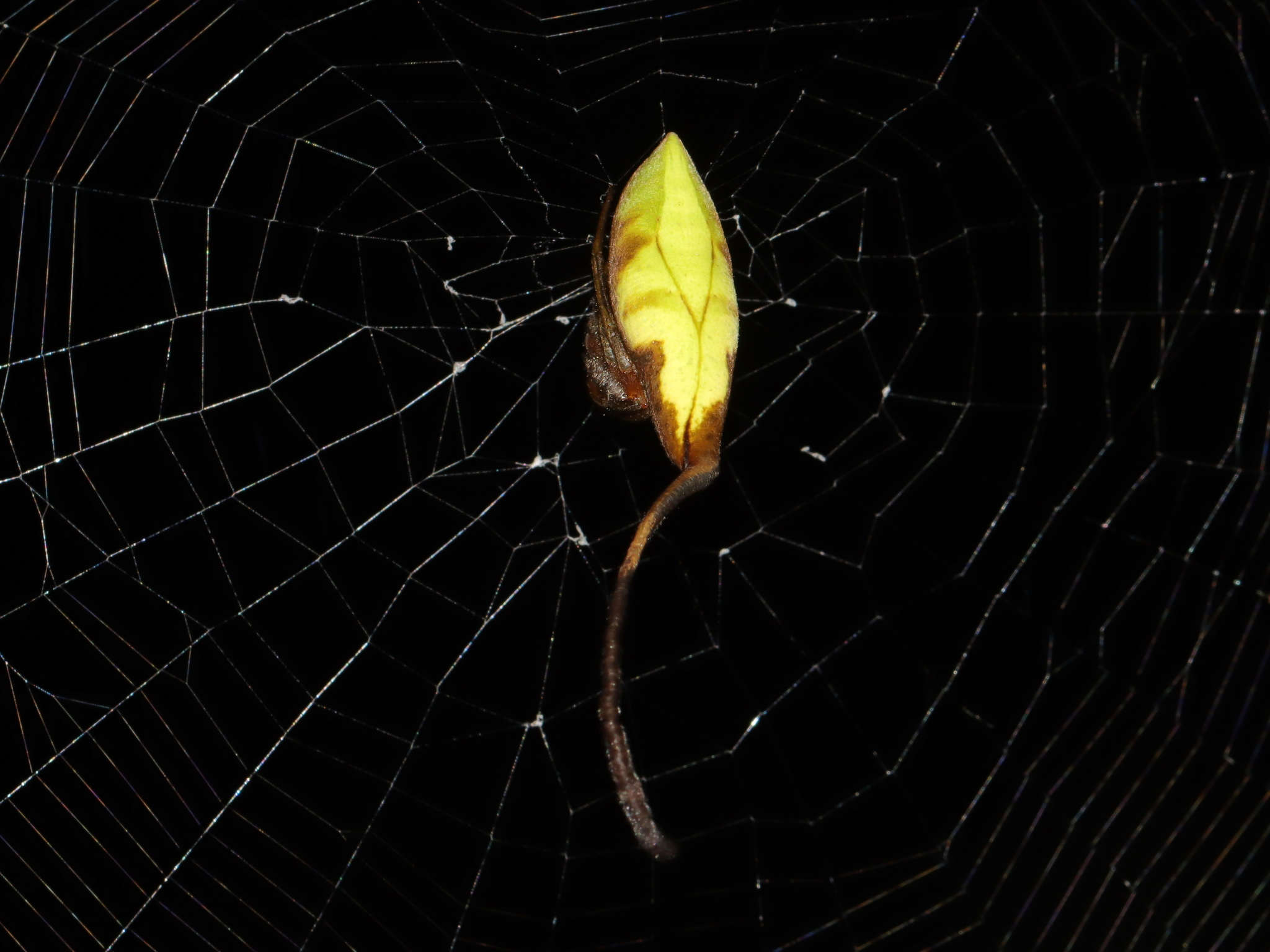araignee feuille poltys mouhoti au centre de sa toile Araignée-feuille du genre Poltys camouflée en feuille morte au centre de sa toile