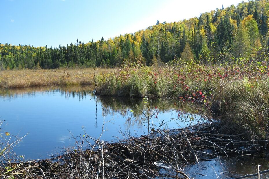Barrage de castors dans une forêt du Minnesota