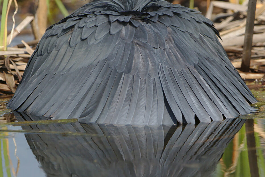 Héron noir : l’aigrette ardoisée qui chasse sous un parapluie d’ailes heron noir chasse parapluie ailes heron noir chasse parapluie ailes