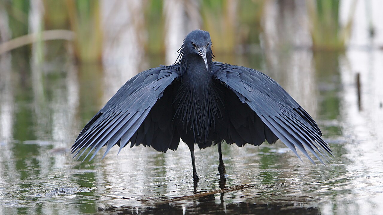 Héron noir Egretta ardesiaca dans une zone humide africaine Héron noir Egretta ardesiaca dans une zone humide africaine
