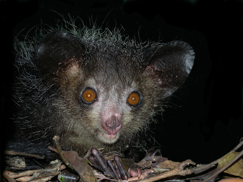 Le aye-aye, le plus étrange des primates le aye aye le plus etrange des primates lemurien madagascar 1 le-aye-aye-le-plus-etrange-des-primates-lemurien-madagascar-1