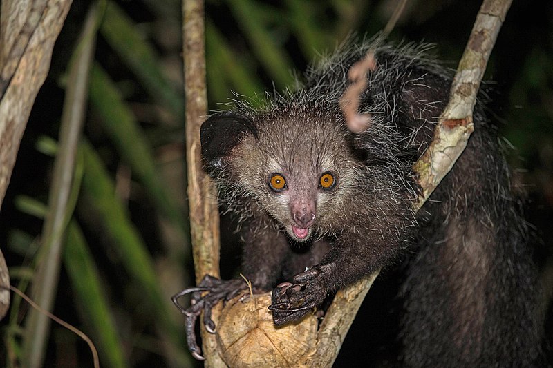 Le aye-aye, le plus étrange des primates le aye aye le plus etrange des primates lemurien madagascar 11 le-aye-aye-le-plus-etrange-des-primates-lemurien-madagascar-11