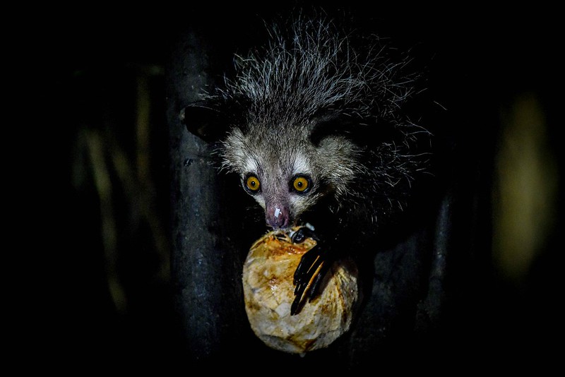 Le aye-aye, le plus étrange des primates le aye aye le plus etrange des primates lemurien madagascar 2 le-aye-aye-le-plus-etrange-des-primates-lemurien-madagascar-2