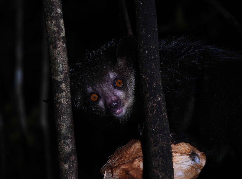 Le aye-aye, le plus étrange des primates le aye aye le plus etrange des primates lemurien madagascar 3 le-aye-aye-le-plus-etrange-des-primates-lemurien-madagascar-3