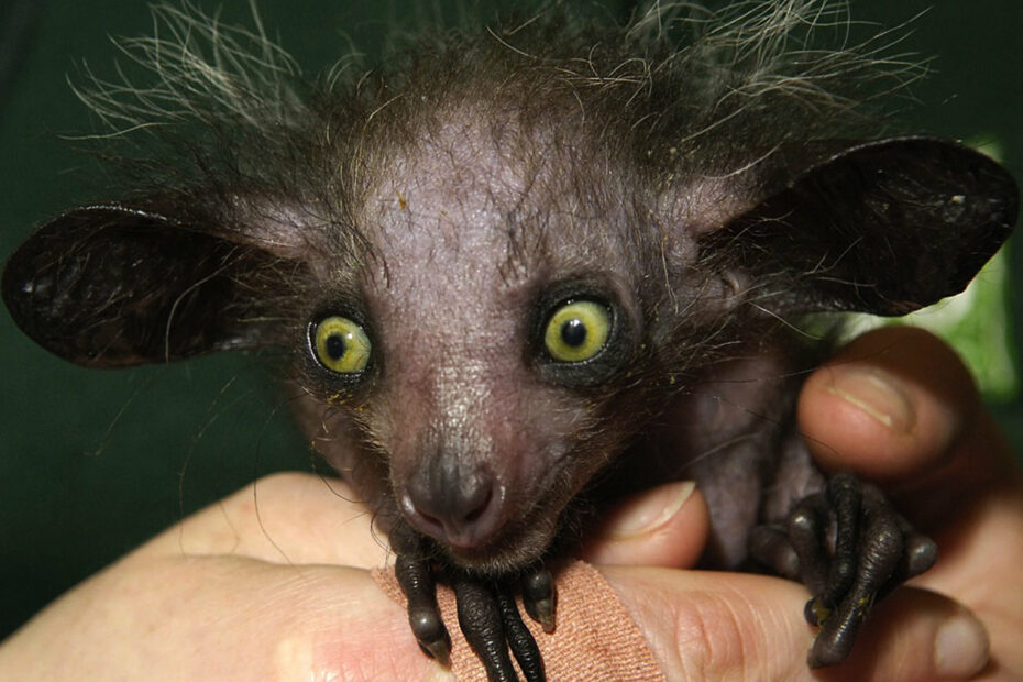 Le aye-aye, l’étrange primate de Madagascar au doigt interminable le aye aye le plus etrange des primates lemurien madagascar 4 1 le aye aye le plus etrange des primates lemurien madagascar 4