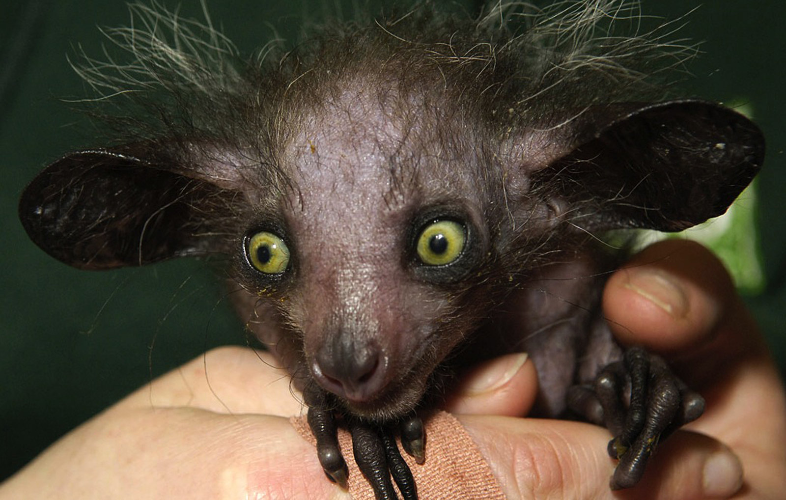 le aye aye le plus etrange des primates lemurien madagascar 4 le aye aye le plus etrange des primates lemurien madagascar 4