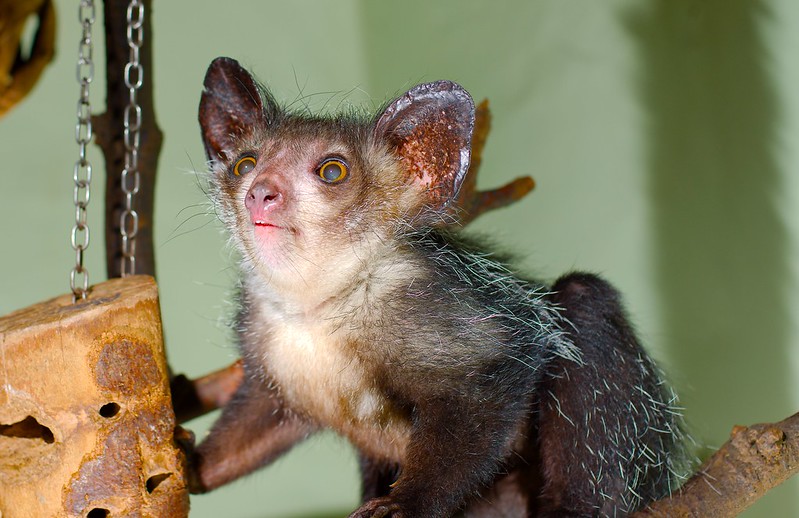 Le aye-aye, le plus étrange des primates le aye aye le plus etrange des primates lemurien madagascar 5 le-aye-aye-le-plus-etrange-des-primates-lemurien-madagascar-5