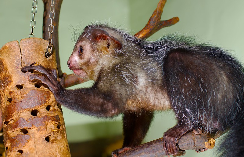Le aye-aye, le plus étrange des primates le aye aye le plus etrange des primates lemurien madagascar 6 le-aye-aye-le-plus-etrange-des-primates-lemurien-madagascar-6