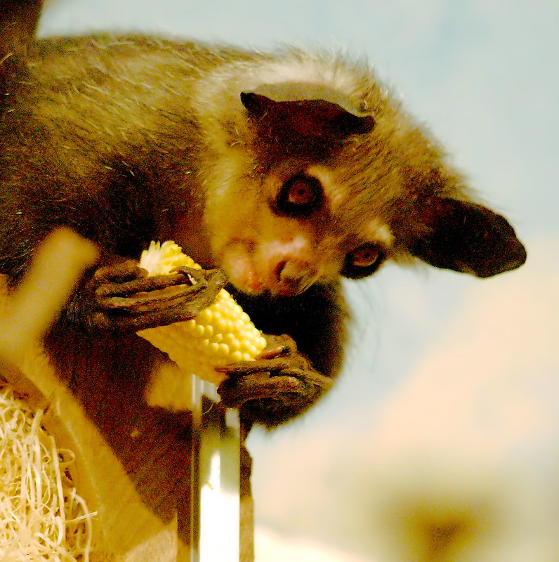 Le aye-aye, le plus étrange des primates le aye aye le plus etrange des primates lemurien madagascar 7 le-aye-aye-le-plus-etrange-des-primates-lemurien-madagascar-7