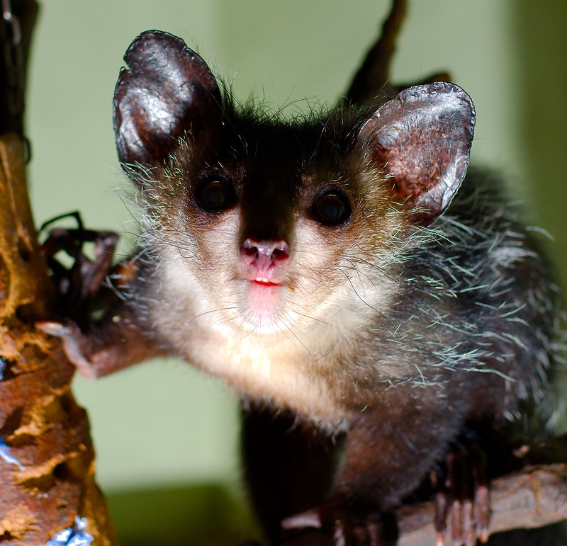 Le aye-aye, le plus étrange des primates le aye aye le plus etrange des primates lemurien madagascar 8 le-aye-aye-le-plus-etrange-des-primates-lemurien-madagascar-8